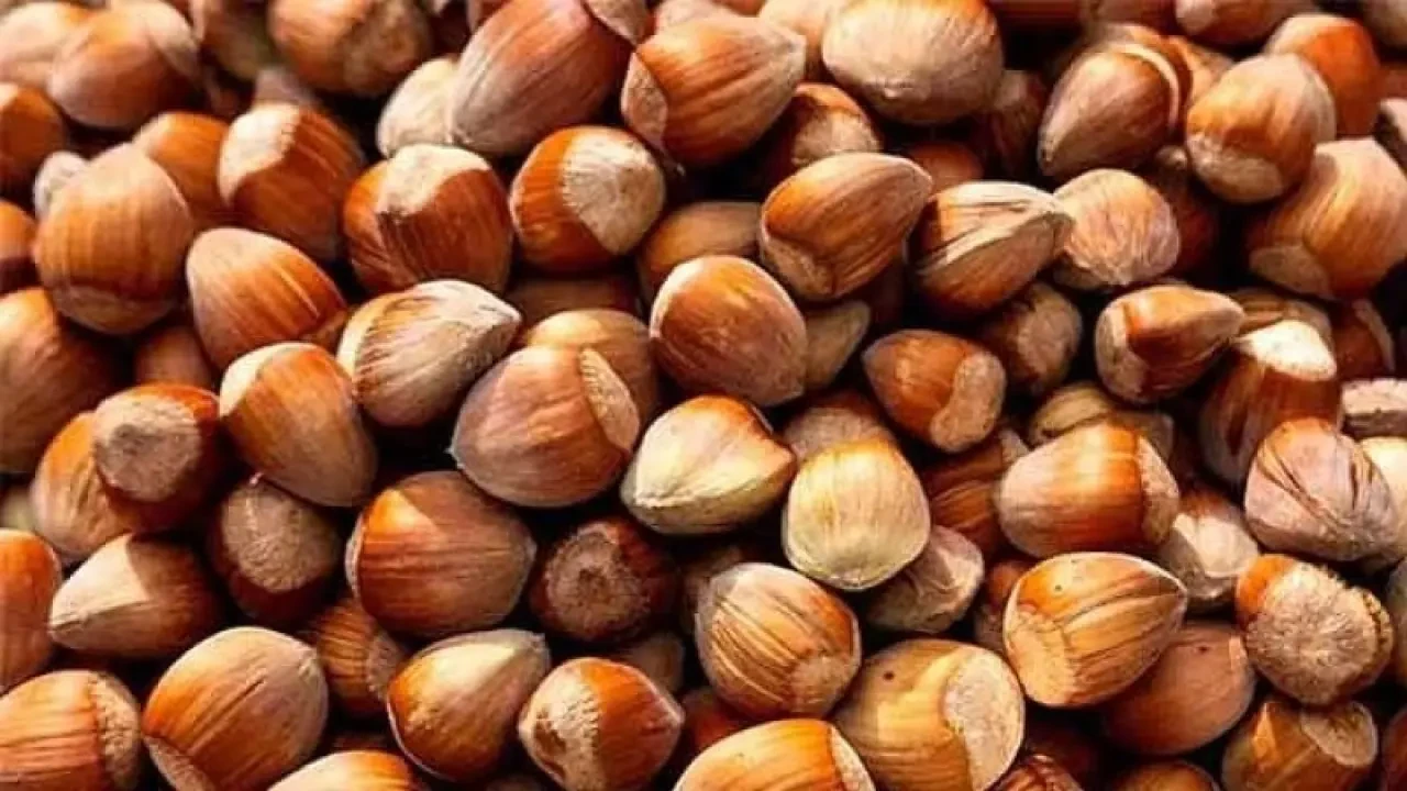 2 OCAK FINDIK FİYATLARI | Giresun, Trabzon, Sakarya, Ordu, Kocaeli, Samsun serbest piyasa il il fındık fiyatları 4