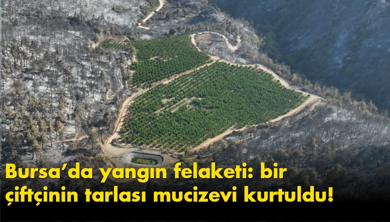 Bursa’da yangın felaketi: bir çiftçinin tarlası mucizevi kurtuldu!