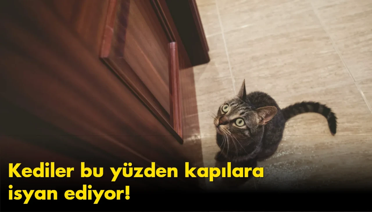 Kediler neden kapalı kapılara isyan ediyor?