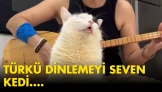 Türkü dinlerken kendinden geçen kedi sosyal medyada viral oldu