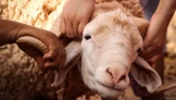 2026 Kurban Bayramı Tatili 9 Gün Oldu! Kamu Çalışanları İçin İdari İzin Takvimi Netleşti