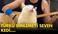 Türkü dinlerken kendinden geçen kedi sosyal medyada viral oldu