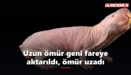 Uzun ömür geni fareye aktarıldı: yaşam süresi uzadı