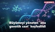 Büyümeyi yöneten 'ana saat' keşfedildi: Gelişimin sırrı çözülüyor