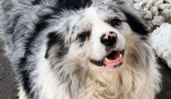 Çin’de şoke eden olay: Ünlü köpek önce satıldı sonra da...
