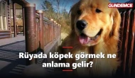 Rüyada köpek görmek ne anlama gelir? İşte tabiri
