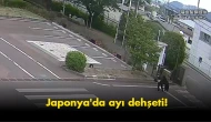 Japonya’da ayı dehşeti: Okullarda eğitim süresiz durduruldu