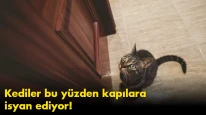 Kediler neden kapalı kapılara isyan ediyor?