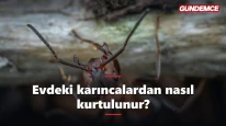 Evdeki karıncalardan nasıl kurtulunur? Doğal çözümler