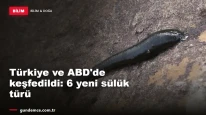 Türkiye ve ABD'de keşfedildi: 6 yeni sülük türü