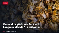 Mezarlıkta yürürken fark etti: Ayağının altında 5,5 milyon arı