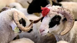 Kurban Bayramı 2025 ne zaman? Kurban ne zaman, kaç gün tatil olacak?