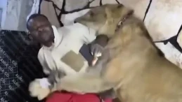 Libya’da Şok Edici Olay: Adam Aslanını İşçilerin Üzerine Saldı