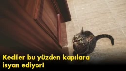 Kediler neden kapalı kapılara isyan ediyor?