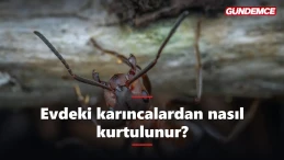 Evdeki karıncalardan nasıl kurtulunur? Doğal çözümler