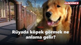 Rüyada köpek görmek ne anlama gelir? İşte tabiri