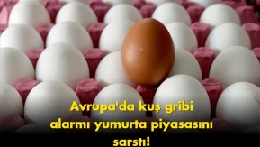 Türk yumurtasına talep patladı: Avrupa’dan gelen şok haber