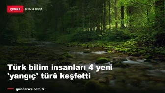 Türk bilim insanları 4 yeni 'yangıç' türü keşfetti