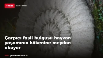 Çarpıcı fosil bulgusu hayvan yaşamının kökenine meydan okuyor