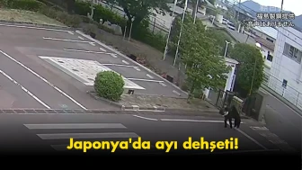 Japonya’da ayı dehşeti: Okullarda eğitim süresiz durduruldu