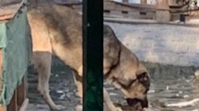 Kuğulu Park'ta köpekler kuğuları yedi mi? Ankara Kuğulu Park köpek olayı 2024