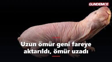 Uzun ömür geni fareye aktarıldı: yaşam süresi uzadı