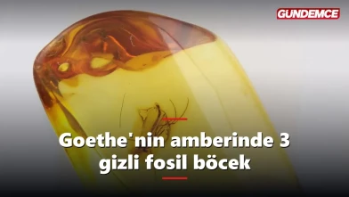 Goethe'nin amber koleksiyonunda 3 gizli fosil böcek bulundu