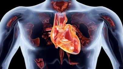 Aort Damarı Nedir ve Aort Yırtılması: Belirtileri nasıl anlaşılır?