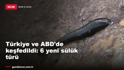 Türkiye ve ABD'de keşfedildi: 6 yeni sülük türü