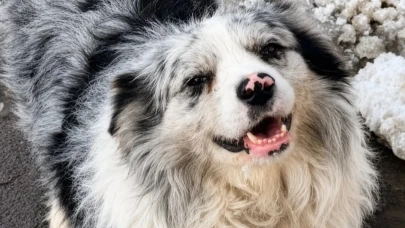 Çin’de şoke eden olay: Ünlü köpek önce satıldı sonra da...