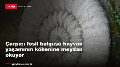 Çarpıcı fosil bulgusu hayvan yaşamının kökenine meydan okuyor