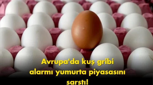 Türk yumurtasına talep patladı: Avrupa’dan gelen şok haber
