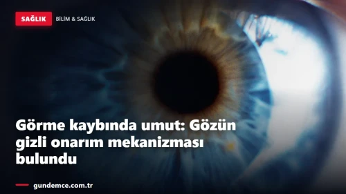 Görme kaybında umut: Gözün gizli onarım mekanizması bulundu