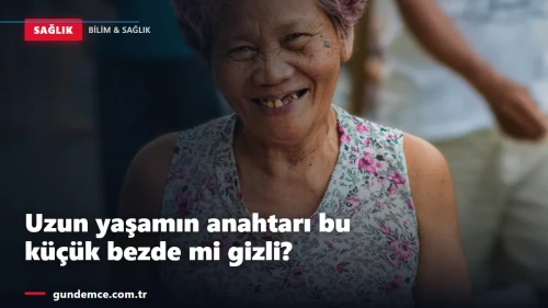 Uzun yaşamın anahtarı bu küçük bezde mi gizli?