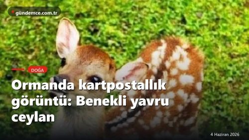 Ormanda kartpostallık görüntü: Benekli yavru ceylan büyüledi
