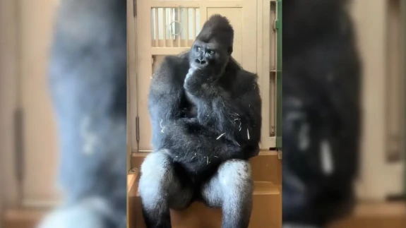 Goril Kiyomasa’nın düşünceli halleri izleyenleri hem şaşırttı hem güldürdü