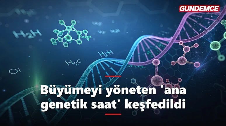 Büyümeyi yöneten 'ana saat' keşfedildi: Gelişimin sırrı çözülüyor