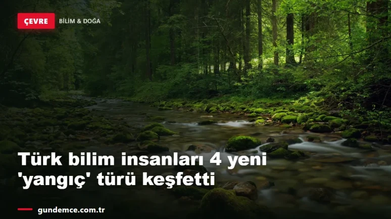 Türk bilim insanları 4 yeni 'yangıç' türü keşfetti