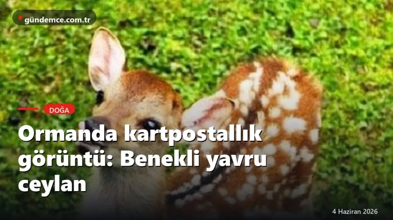 Ormanda kartpostallık görüntü: Benekli yavru ceylan büyüledi