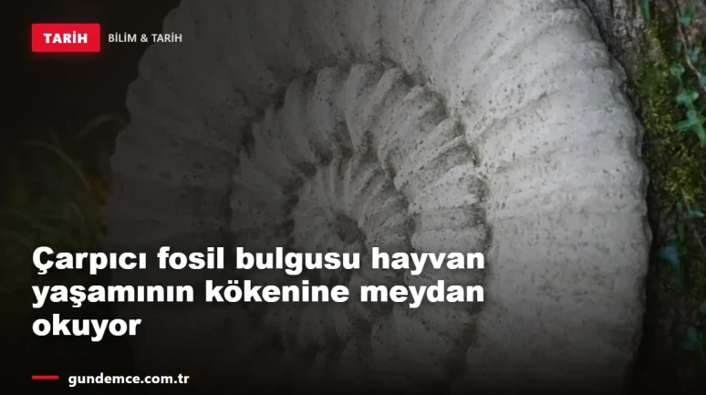 Çarpıcı fosil bulgusu hayvan yaşamının kökenine meydan okuyor
