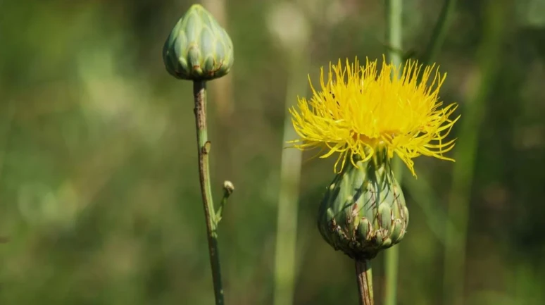 Kuşadası’nın endemik çiçeği Tülüşah açtı! Koparmanın cezası dudak uçuklattı...