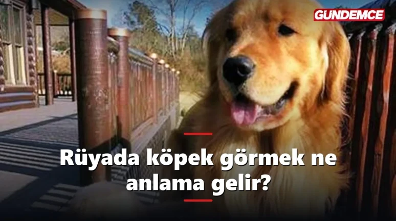 Rüyada köpek görmek ne anlama gelir? İşte tabiri