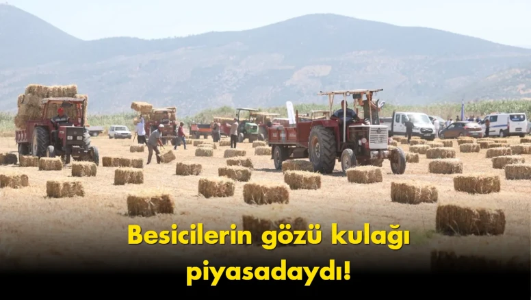 Yem ve saman fiyatları çakıldı: Hayvancılıkta yeni dönem