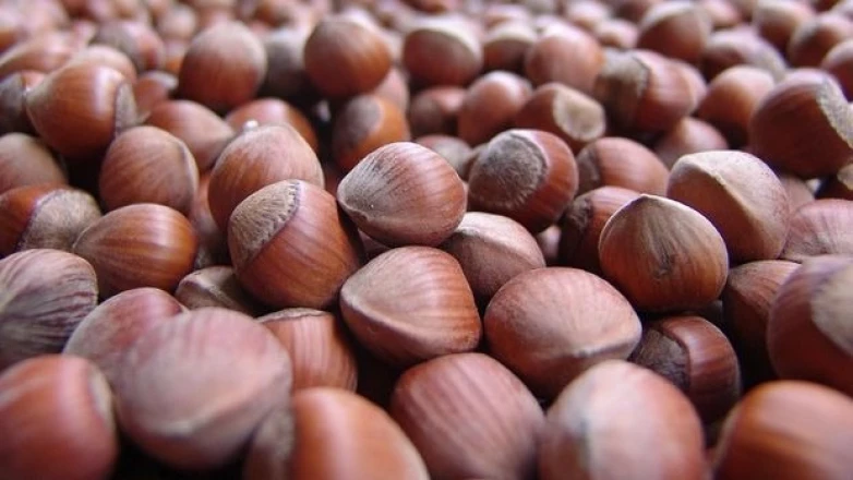 27 ARALIK FINDIK FİYATLARI | Ordu, Giresun, Sakarya, Trabzon, Kocaeli, Samsun serbest piyasa il il fındık fiyatları